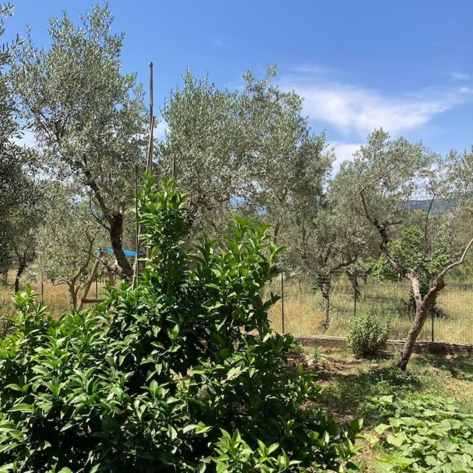 Casa Sisu-Appartamento Immerso Negli Ulivi SantʼElia Fiumerapido Exterior foto